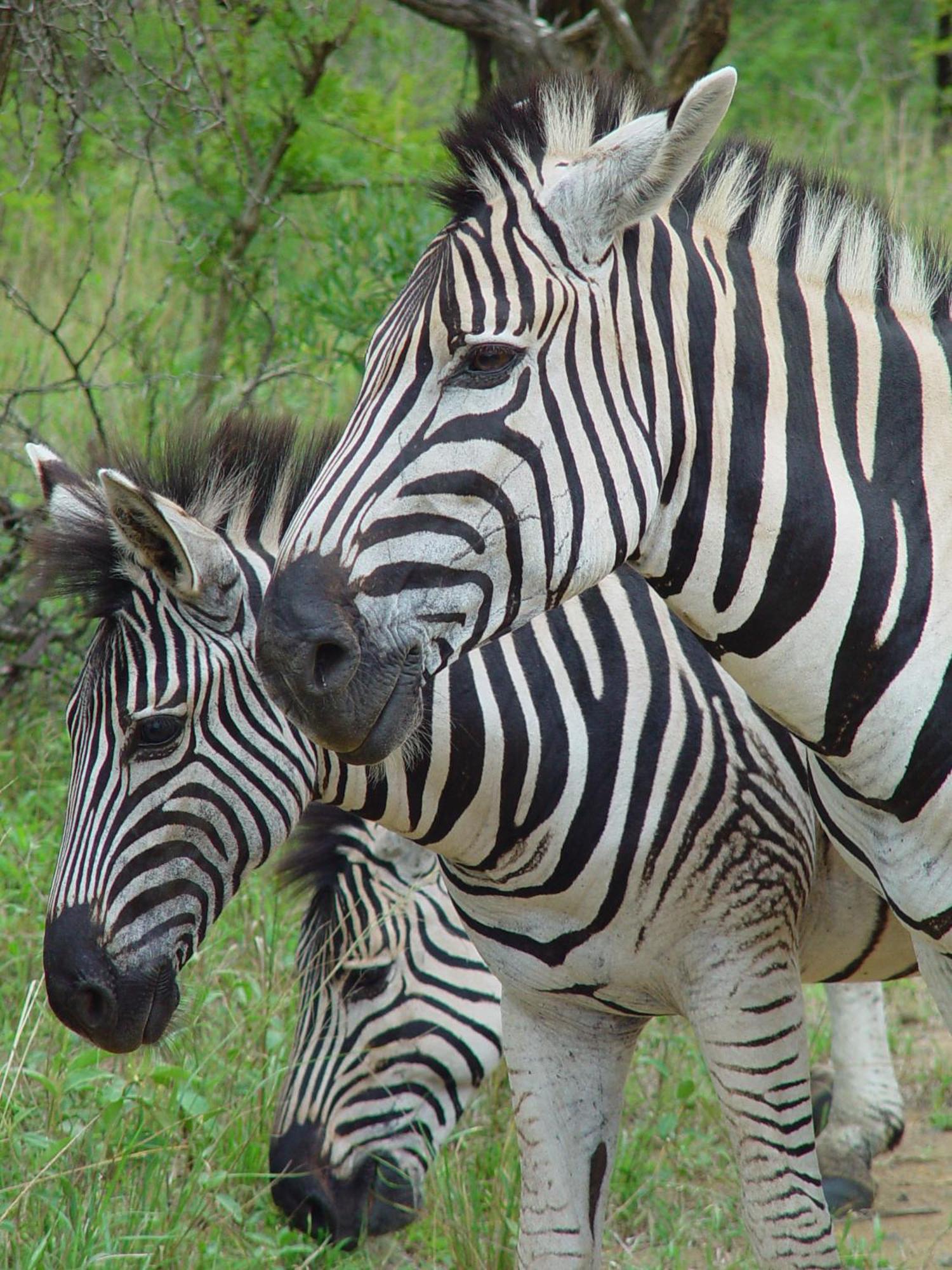 Отель Rhino Walking Safaris Скукуза Экстерьер фото