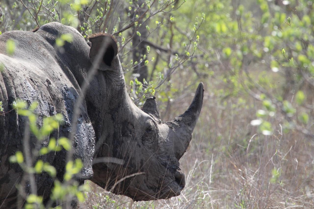 Отель Rhino Walking Safaris Скукуза Экстерьер фото